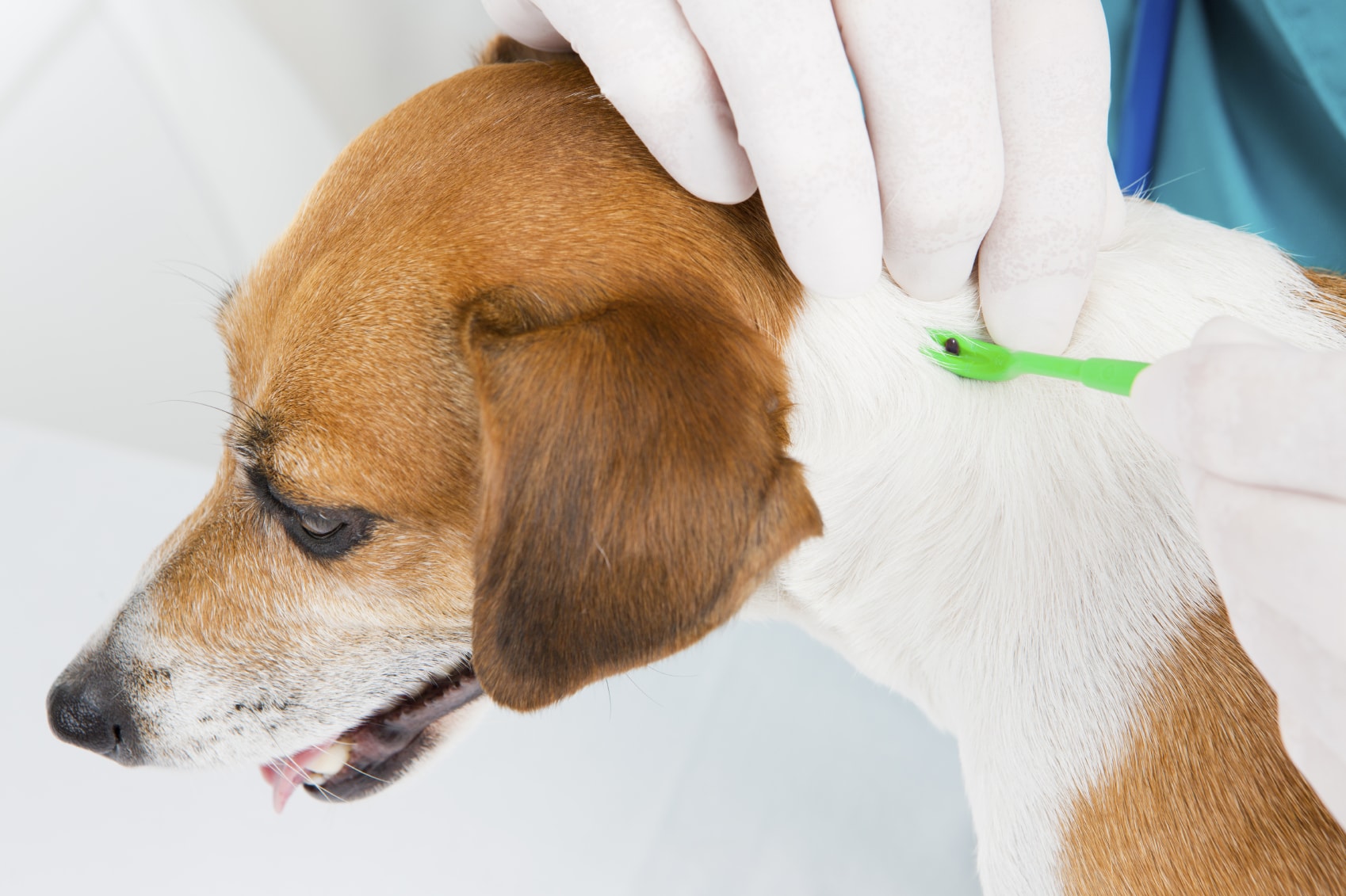How To Treat A Tick Bite On Dog