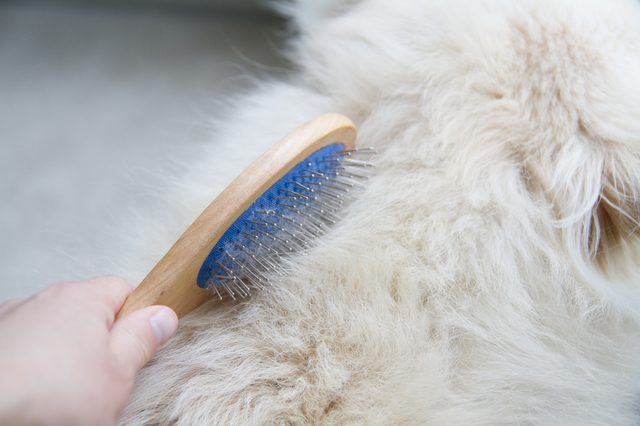 How to Remove Stains from White Dog Fur - Family Health & Wellness