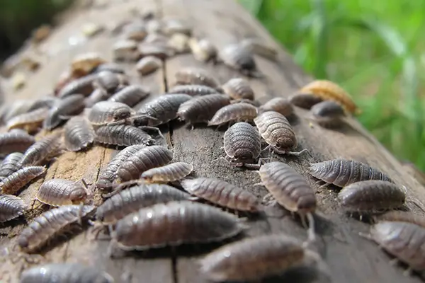 What Is A Woodlouse