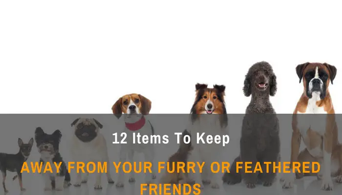 12 Items To Keep Away From Your Furry Or Feathered Friends