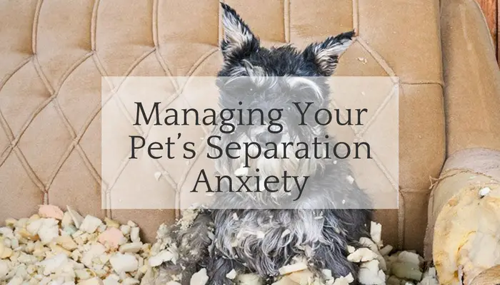 Home Alone- Managing Your Pet’s Separation Anxiety
