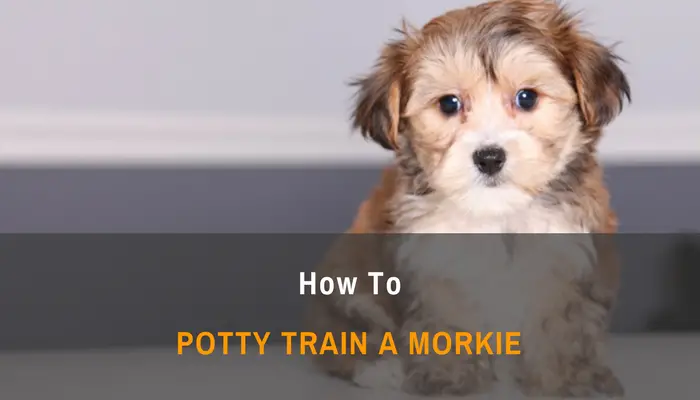 How To Potty Train a Morkie