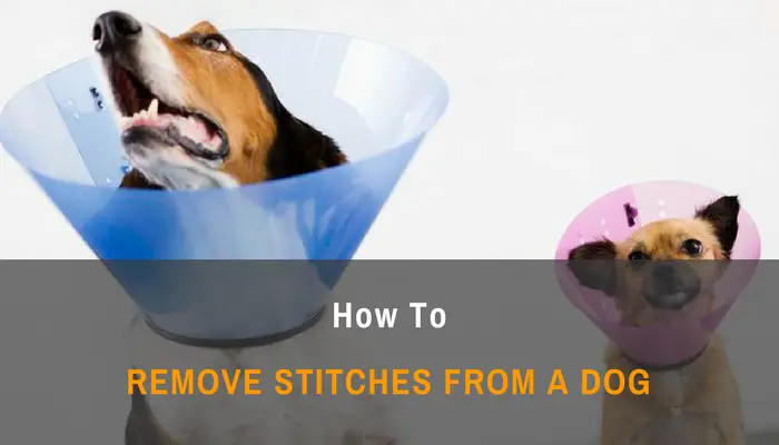 How To Remove Stitches From a Dog