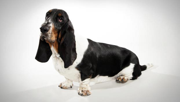 Keeping Your Basset Hound’s Ears Clean