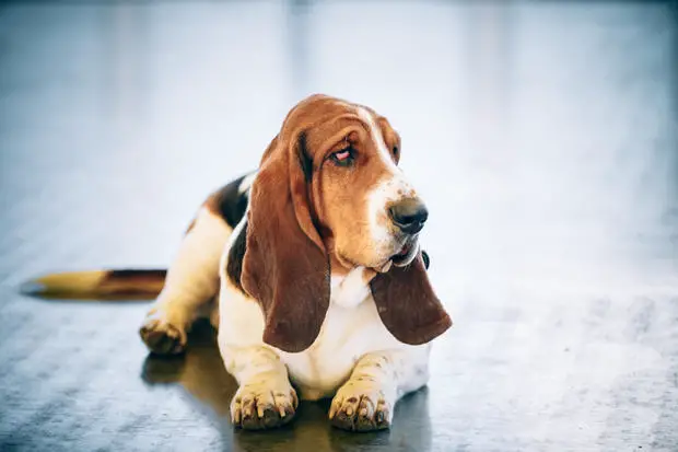 How To Clean Basset Hound Ears