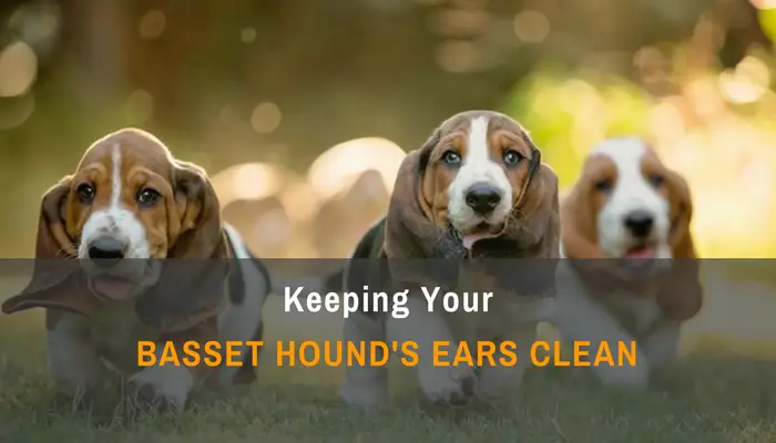 Keeping Your Basset Hound’s Ears Clean