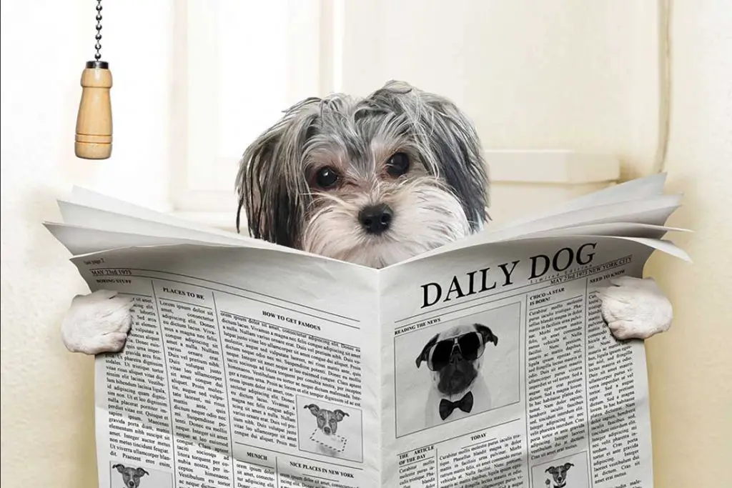 How To Potty Train a Morkie