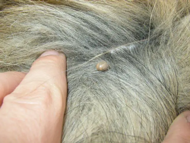 tick bite on dog