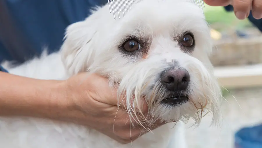 How to Remove Stains from White Dog Fur