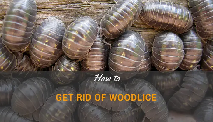 A Beginner's Guide On How To Get Rid Of Woodlice