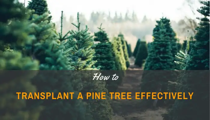 A Beginner’s Guide On How To Transplant A Pine Tree Effectively
