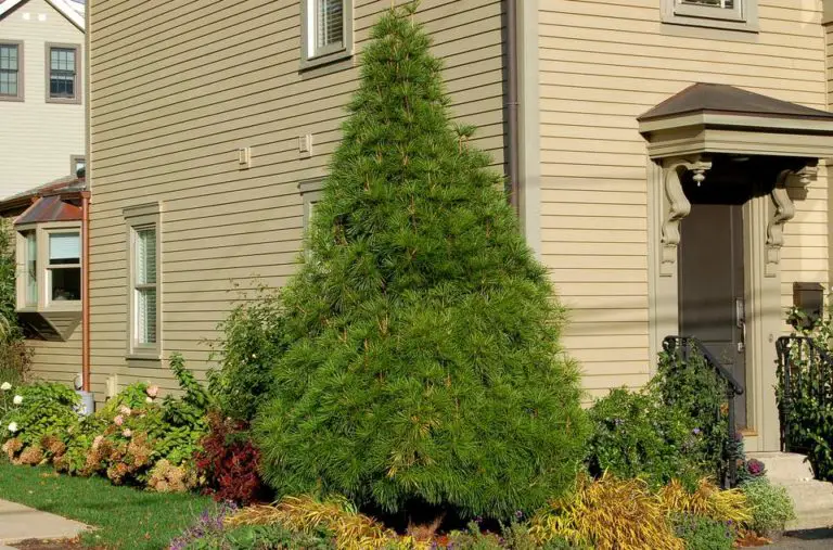 How to Transplant a Pine Tree