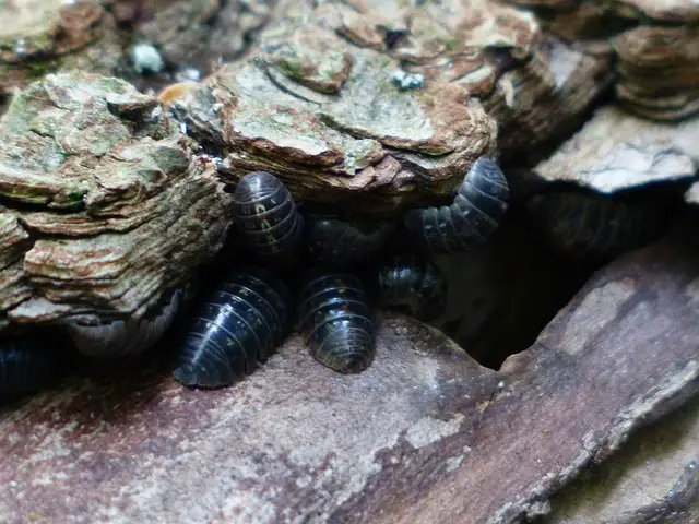 What Are The Different Methods Of Removing Woodlice