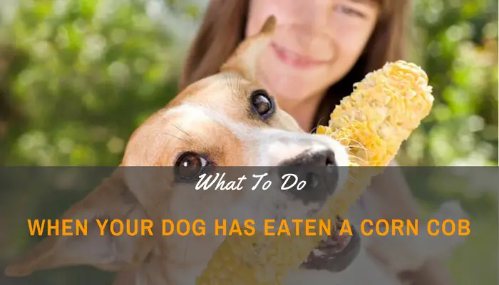 Advice On What To Do When Your Dog Has Eaten A Corn Cob