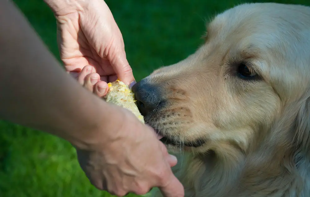 Should you be concerned when you dog has eaten an entire corn cob