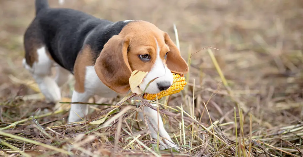 Tips On Preventing Your Dog From Eating Entire Corn Cobs Along With Other Indigestible Items