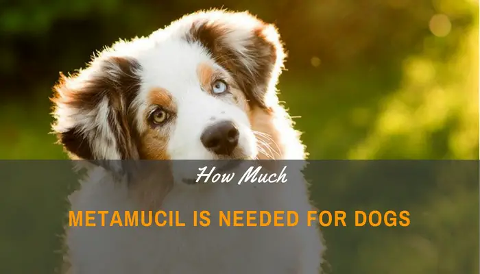 How Much Metamucil Is Needed For Dogs_