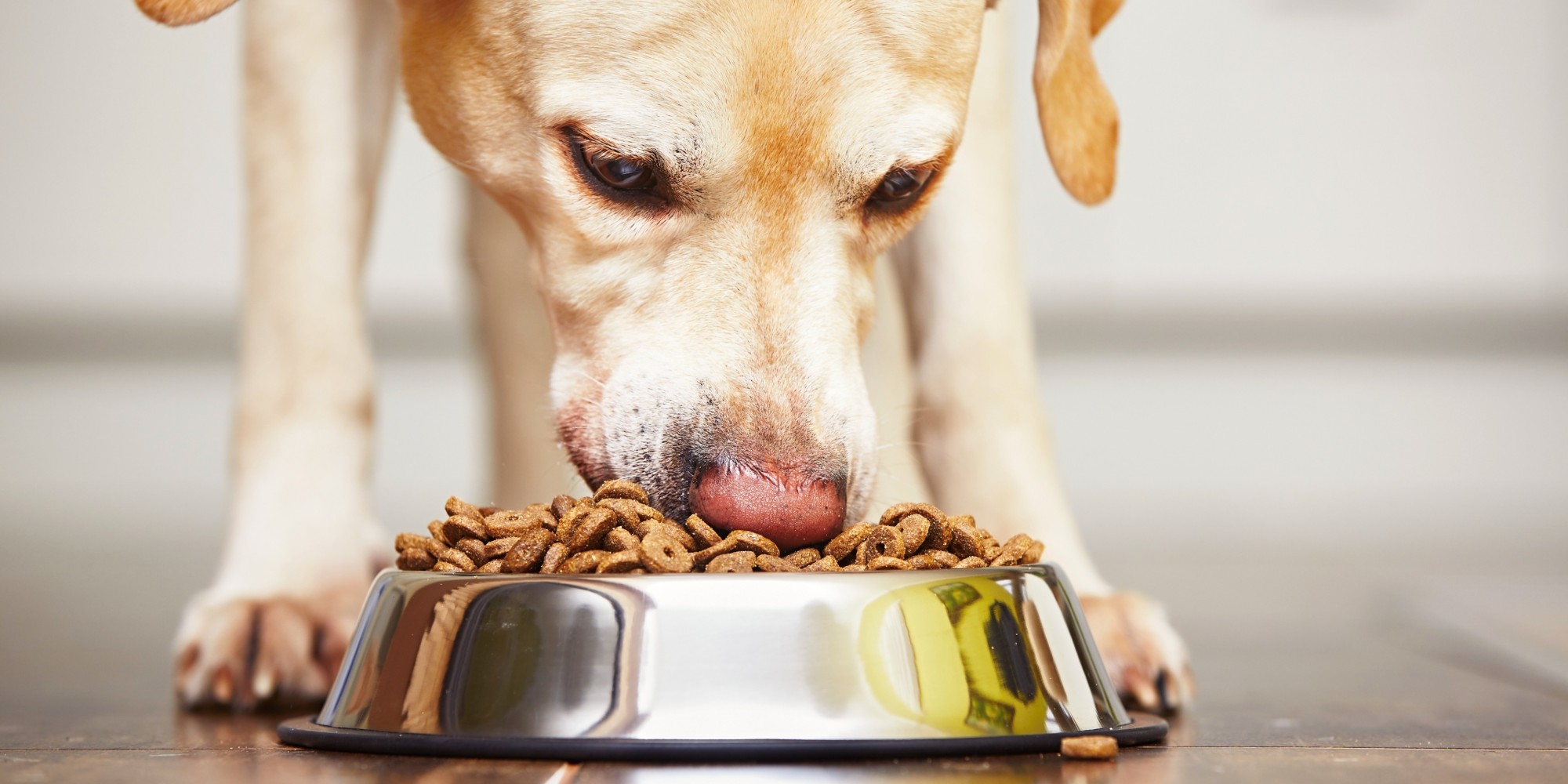 How Much Metamucil To Give A Dog