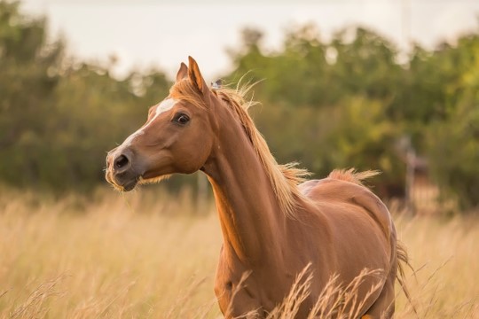 How to Tell My Horse is Healthy