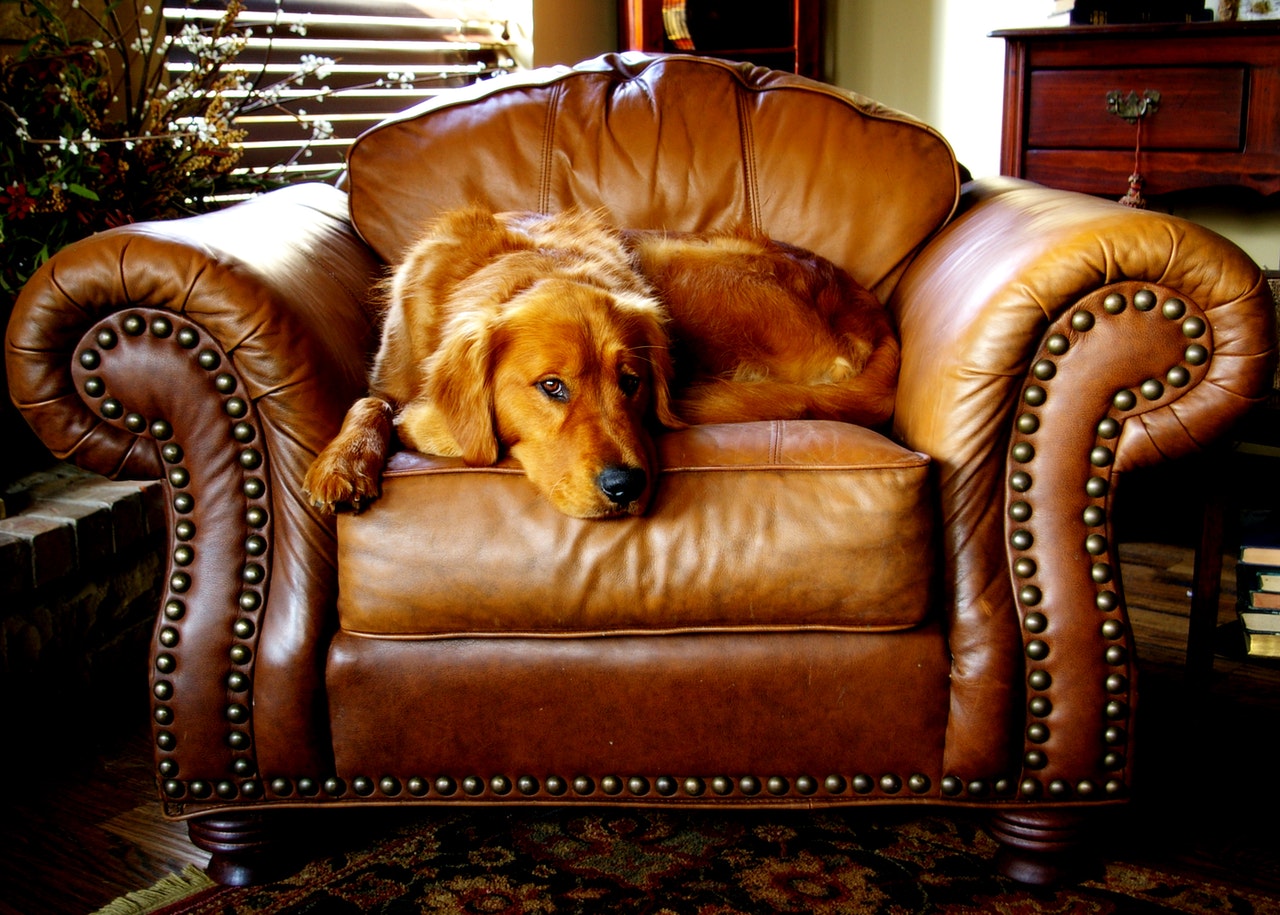 Reasons Why Owning Leather Furniture is the Way Forward