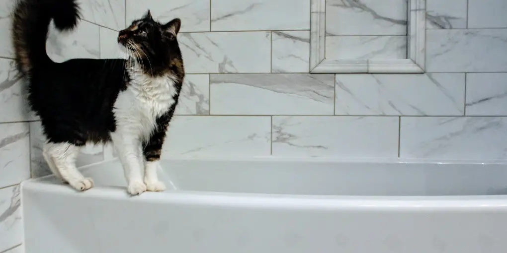 6 Effective Tips to Pet-Proof Your Plumbing