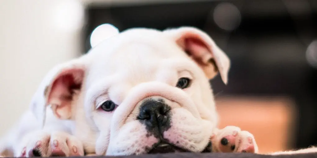 The Ultimate Guide to Caring for Your French Bulldog