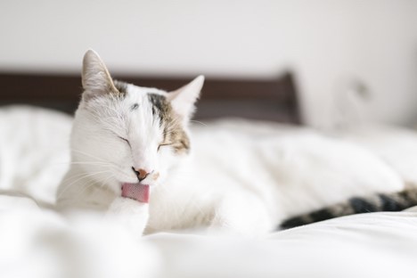 7 Best Ways to Get Rid of the Cat Pee Smell