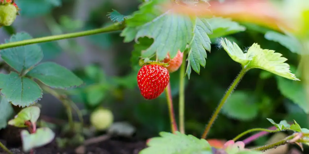 Why Is Vegetables Gardening A Great Hobby For All Ages