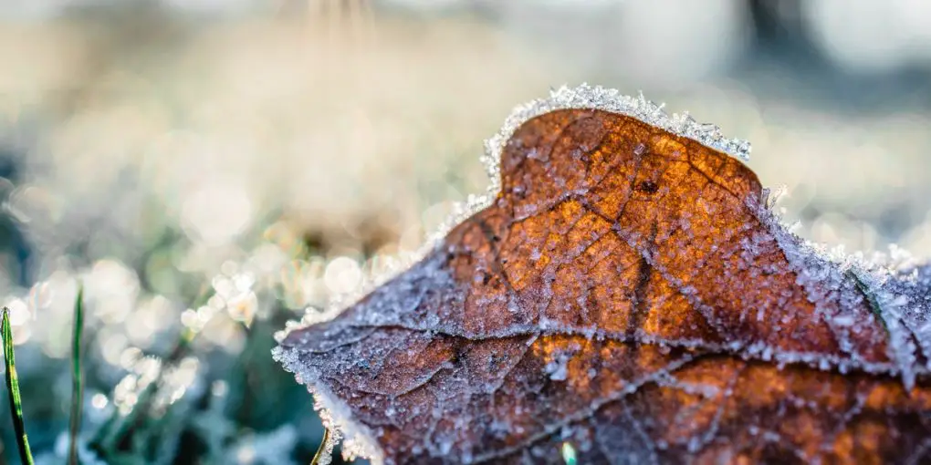 Transform Your Garden for the Winter