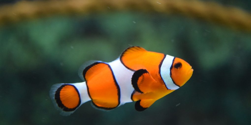 The Most Popular Types of Pet Fish