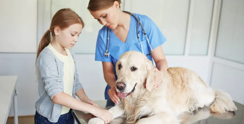 Why Preventative Care Can Be Essential For Your Pet's Health