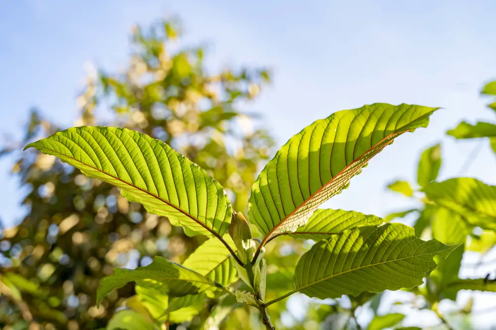 The Science Behind Kratom How It Works In The Body